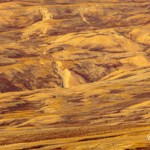2023-09-18 - Herfstkleuren op de tundra<br/>Muskox fjord - Groenland<br/>Canon EOS R6m2 - 400 mm - f/6.3, 1/500 sec, ISO 400