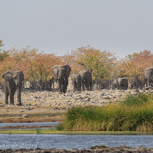 2007-08-19 - Uit het niets komen ze tevoorschijn.<br/>Etosha NP - Namibie<br/>Canon EOS 30D - 285 mm - f/10.0, 1/400 sec, ISO 200