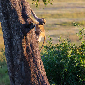 2024-04-28 - Speels aapje<br/>Chobe NP - Muchenje - Botswana<br/>Canon EOS R6m2 - 263 mm - f/7.1, 1/320 sec, ISO 1600