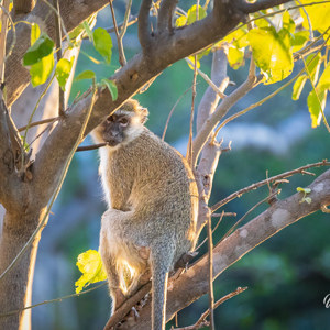 2024-05-03 - Vervet aap<br/>Moremi Game Reserve - Shorobe (Okavango Delta) - Botswana<br/>Canon EOS R6m2 - 400 mm - f/7.1, 1/500 sec, ISO 12800