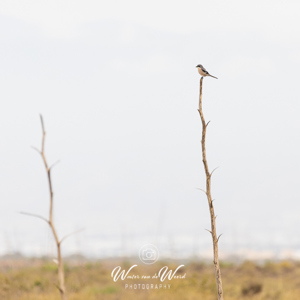 2023-04-22 - Klapekster<br/>Wandeling bij Centro de visitant - Retamar - Cabo de Gata - Spanje<br/>Canon EOS R5 - 400 mm - f/5.6, 1/1000 sec, ISO 800