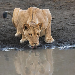 2024-04-27 - Drinkende leeuwe, met weerspiegeling in het water<br/>Chobe NP - Muchenje - Botswana<br/>Canon EOS R6m2 - 400 mm - f/7.1, 1/80 sec, ISO 12800