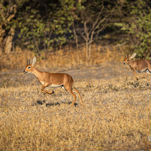 2024-05-06 - Twee steenbokken zaten achter elkaar aan<br/>Deception Valley Lodge - Central Kalahari Game Reserve - Botswana<br/>Canon EOS R6m2 - 340 mm - f/6.3, 1/500 sec, ISO 125