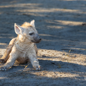 2024-05-01 - Hyena jong - kijk naar die pootjes<br/>Kwai Lediba Camp - Kwai (Okavango Delta) - Botswana<br/>Canon EOS R6m2 - 400 mm - f/7.1, 1/400 sec, ISO 1600