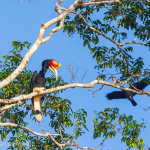 2009-08-19 - Gewone neushoornvogel (Buceros rhinoceros, Rhinoceros Hornbill)<br/>Kinabatangan rivier - Sukua - Maleisië<br/>Canon EOS 50D - 400 mm - f/5.6, 1/800 sec, ISO 250