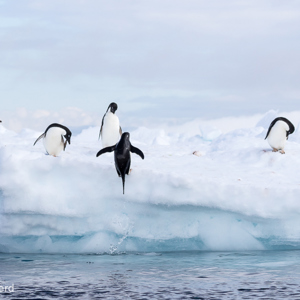 2017-01-02 - De Adeliepinguins sprongen metes uit het water<br/>Kinnes Cove - Joinville Island - Antarctica<br/>Canon EOS 7D Mark II - 100 mm - f/7.1, 1/2000 sec, ISO 400