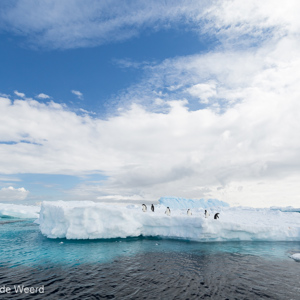 2017-01-02 - Adeliepinguïns op een ijsschots<br/>Kinnes Cove - Joinville Island - Antarctica<br/>Canon EOS 5D Mark III - 16 mm - f/8.0, 1/320 sec, ISO 200