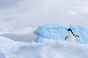 Foto's deel 9 - Antarctica