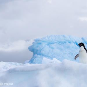 2017-01-02 - Adeliepinguïn<br/>Kinnes Cove - Joinville Island - Antarctica<br/>Canon EOS 7D Mark II - 100 mm - f/8.0, 1/2000 sec, ISO 400