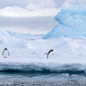 2017-01-02 - Adeliepinguïns op een ijsschots<br/>Kinnes Cove - Joinville Island - Antarctica<br/>Canon EOS 7D Mark II - 100 mm - f/8.0, 1/2000 sec, ISO 400