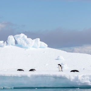 2017-01-02 - Adeliepinguïn in hun natuurlijke omgeving<br/>Kinnes Cove - Joinville Island - Antarctica<br/>Canon EOS 7D Mark II - 105 mm - f/10.0, 1/1600 sec, ISO 400