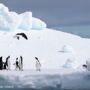 2017-01-02 - Adeliepinguïns in rep en roer<br/>Kinnes Cove - Joinville Island - Antarctica<br/>Canon EOS 7D Mark II - 275 mm - f/11.0, 1/2000 sec, ISO 400