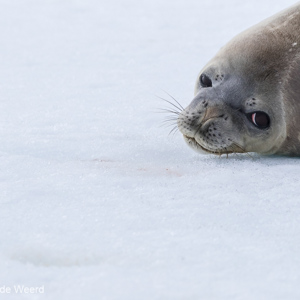 2017-01-02 - Weddellzeehond - cute...<br/>Kinnes Cove - Joinville Island - Antarctica<br/>Canon EOS 7D Mark II - 220 mm - f/7.1, 1/2000 sec, ISO 400