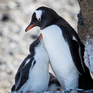2017-01-02 - Ezelspinguïn met jonkie<br/>Brown Bluff - Antarctica<br/>Canon EOS 7D Mark II - 400 mm - f/5.6, 1/800 sec, ISO 400