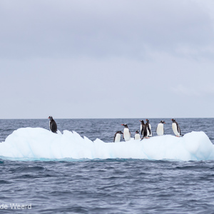 2017-01-03 - Ook de ezelspinguïns vervelen nooit<br/>Mikkelsen Harbor - D’Hainaut Island - Antarctica<br/>Canon EOS 7D Mark II - 130 mm - f/5.0, 1/2000 sec, ISO 250