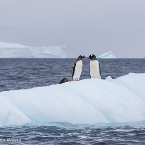 2017-01-03 - Intiem momentje bij de ezelspinguïns<br/>Mikkelsen Harbor - D’Hainaut Island - Antarctica<br/>Canon EOS 7D Mark II - 100 mm - f/5.0, 1/2000 sec, ISO 200