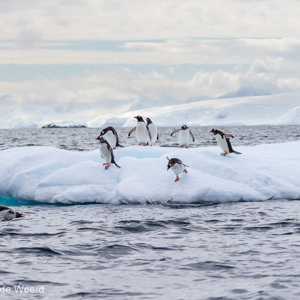 2017-01-03 - De pinguins duiken steeds weer het water in en uit<br/>Mikkelsen Harbor - D’Hainaut Island - Antarctica<br/>Canon EOS 7D Mark II - 100 mm - f/4.5, 1/2000 sec, ISO 200
