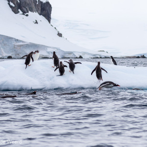 2017-01-03 - Bijzonder om te zien hoe behendig ze het water uitkomen springen<br/>Mikkelsen Harbor - D’Hainaut Island - Antarctica<br/>Canon EOS 7D Mark II - 100 mm - f/4.5, 1/2500 sec, ISO 200