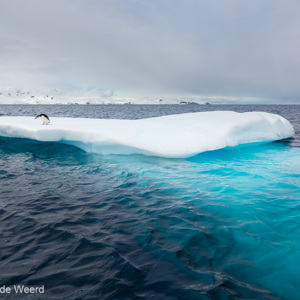 2017-01-03 - Eenzame kinbandpinguïn op mooie blauwe ijsschots<br/>Mikkelsen Harbor - D’Hainaut Island - Antarctica<br/>Canon EOS 5D Mark III - 23 mm - f/8.0, 1/800 sec, ISO 400