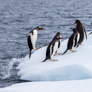 2017-01-03 - Hop, daar springt weer een ezelspinguïn op het ijs<br/>Mikkelsen Harbor - D’Hainaut Island - Antarctica<br/>Canon EOS 7D Mark II - 120 mm - f/5.0, 1/1600 sec, ISO 200