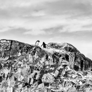 2017-01-03 - Grafisch beeld van de pinguïns op de rots<br/>Mikkelsen Harbor - D’Hainaut Island - Antarctica<br/>Canon EOS 7D Mark II - 135 mm - f/8.0, 1/1600 sec, ISO 640