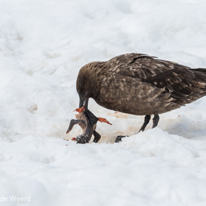 2017-01-03 - Het leven is keihard: een pinguïn kuiken wordt opgegeven door e<br/>Mikkelsen Harbor - D’Hainaut Island - Antarctica<br/>Canon EOS 7D Mark II - 275 mm - f/8.0, 1/3200 sec, ISO 1000
