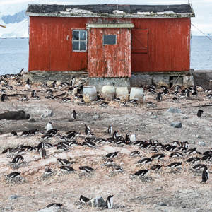 2017-01-03 - Pinguïns hebben het hele gebied weer overgenomen<br/>Mikkelsen Harbor - D’Hainaut Island - Antarctica<br/>Canon EOS 7D Mark II - 100 mm - f/8.0, 1/1000 sec, ISO 400