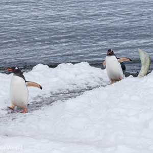 2017-01-03 - Pinguïn highway<br/>Mikkelsen Harbor - D’Hainaut Island - Antarctica<br/>Canon EOS 7D Mark II - 100 mm - f/8.0, 1/1600 sec, ISO 400