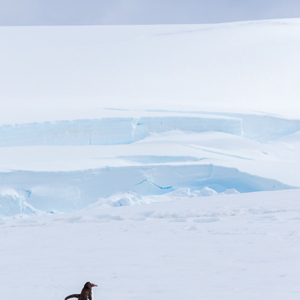 2017-01-03 - Ezelspinguïn in een witte wereld<br/>Mikkelsen Harbor - D’Hainaut Island - Antarctica<br/>Canon EOS 7D Mark II - 100 mm - f/8.0, 1/2000 sec, ISO 400