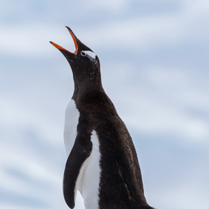 2017-01-03 - Ezelspinguïns doen hun naam eer aan, met hun balkende geluid<br/>Mikkelsen Harbor - D’Hainaut Island - Antarctica<br/>Canon EOS 7D Mark II - 400 mm - f/8.0, 1/1600 sec, ISO 400
