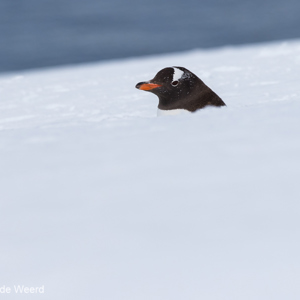 2017-01-03 - Half verscholen in de uitgesleten Pinguïn highway<br/>Mikkelsen Harbor - D’Hainaut Island - Antarctica<br/>Canon EOS 7D Mark II - 400 mm - f/8.0, 1/2000 sec, ISO 400