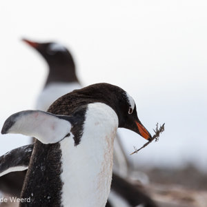 2017-01-03 - Op weg met wat nestmateriaal<br/>Mikkelsen Harbor - D’Hainaut Island - Antarctica<br/>Canon EOS 7D Mark II - 400 mm - f/5.6, 1/5000 sec, ISO 400