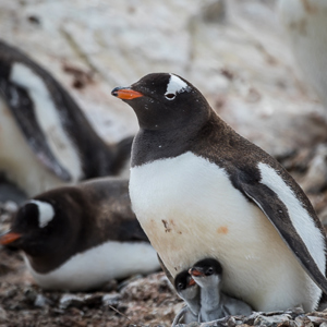 2017-01-03 - Ezelspinguïns met twee jonkies<br/>Mikkelsen Harbor - D’Hainaut Island - Antarctica<br/>Canon EOS 7D Mark II - 400 mm - f/5.6, 1/640 sec, ISO 100