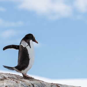 2017-01-03 - Ezelspinguïn<br/>Mikkelsen Harbor - D’Hainaut Island - Antarctica<br/>Canon EOS 7D Mark II - 210 mm - f/5.6, 1/1000 sec, ISO 100