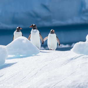2017-01-03 - De drie amigos<br/>Cierva Cove - Antarctica<br/>Canon EOS 7D Mark II - 275 mm - f/5.6, 1/1250 sec, ISO 100