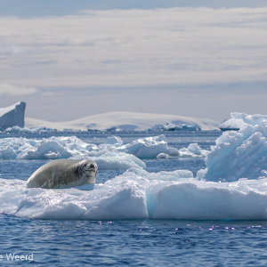 2017-01-03 - Krabbeneter (of Krabbenrob) op het ijs<br/>Cierva Cove - Antarctica<br/>Canon EOS 7D Mark II - 100 mm - f/5.0, 1/2000 sec, ISO 100