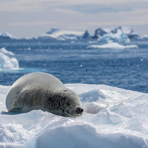 2017-01-03 - Krabbeneter (of Krabbenrob) op het ijs<br/>Cierva Cove - Antarctica<br/>Canon EOS 7D Mark II - 100 mm - f/5.6, 1/2000 sec, ISO 100