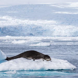 2017-01-03 - Zeeluipaard op het ijs<br/>Cierva Cove - Antarctica<br/>Canon EOS 7D Mark II - 100 mm - f/5.0, 1/2000 sec, ISO 100