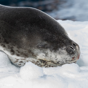 2017-01-03 - De kop van de zeeluipaard<br/>Cierva Cove - Antarctica<br/>Canon EOS 7D Mark II - 320 mm - f/6.3, 1/2000 sec, ISO 500