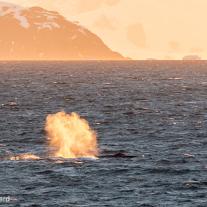 2017-01-03 - Bijna middernacht, maar Wouter kwam hier wel zijn bed voor uit<br/>Bransfield Strait - Antarctica<br/>Canon EOS 7D Mark II - 400 mm - f/5.6, 1/640 sec, ISO 1600