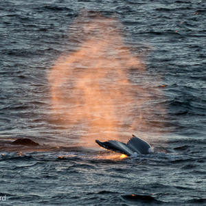 2017-01-03 - De staart en de spuit van een walvis<br/>Bransfield Strait - Antarctica<br/>Canon EOS 7D Mark II - 400 mm - f/5.6, 1/400 sec, ISO 1250