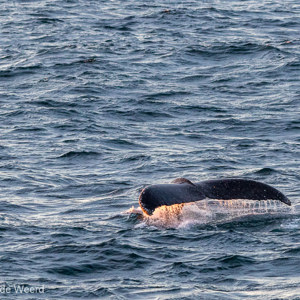 2017-01-03 - De walvissen bleven vrij dicht bij de boot in de buurt<br/>Bransfield Strait - Antarctica<br/>Canon EOS 7D Mark II - 200 mm - f/5.6, 1/250 sec, ISO 1600
