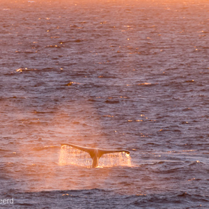 2017-01-03 - En nog een walvisstaart in prachtig avondlicht<br/>Bransfield Strait - Antarctica<br/>Canon EOS 7D Mark II - 400 mm - f/5.6, 1/250 sec, ISO 640