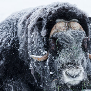 2011-02-10 - Wisent met sneeuw en ijs op de kop<br/>Ranua Wildlife Park - Ranua - Finland<br/>Canon EOS 7D - 300 mm - f/2.8, 1/250 sec, ISO 400