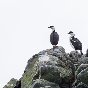 2017-01-04 - Keizeraalscholvers<br/>Half Moon Island - South Shetland Islands - Antarctica<br/>Canon EOS 7D Mark II - 260 mm - f/5.6, 1/2000 sec, ISO 250
