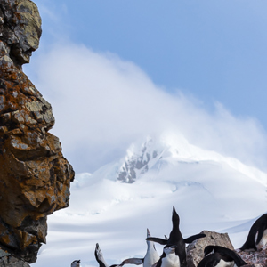 2017-01-04 - Er was weer een flinke kolonie Kinbandpinguïns<br/>Half Moon Island - South Shetland Islands - Antarctica<br/>Canon EOS 7D Mark II - 100 mm - f/8.0, 1/1250 sec, ISO 250