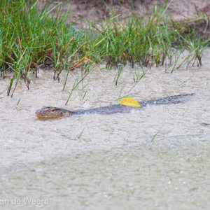 2009-08-05 - Varaan in de regen<br/>Kuala Selangor NP - Kuala Selangor - Maleisië<br/>Canon EOS 50D - 400 mm - f/6.3, 1/640 sec, ISO 1600