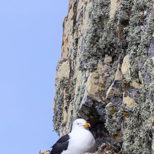 2017-01-04 - Kelpmeeuw op zijn net op de rotsrichel<br/>Half Moon Island - South Shetland Islands - Antarctica<br/>Canon EOS 7D Mark II - 275 mm - f/8.0, 1/4000 sec, ISO 1000