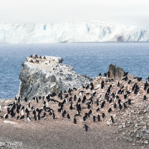 2017-01-04 - Kolonie kinbandpinguïns<br/>Half Moon Island - South Shetland Islands - Antarctica<br/>Canon EOS 7D Mark II - 400 mm - f/8.0, 1/5000 sec, ISO 1250