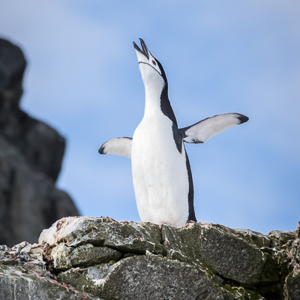 2017-01-04 - Jippie, wat is het hiet toch mooi!<br/>Half Moon Island - South Shetland Islands - Antarctica<br/>Canon EOS 7D Mark II - 400 mm - f/8.0, 1/5000 sec, ISO 1600